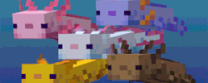 The Axolotls  Banner