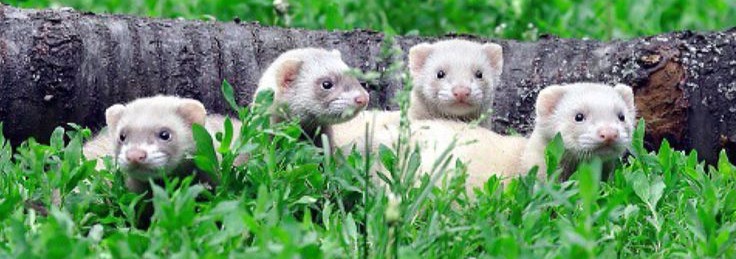 Ferret