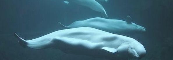 Beluga