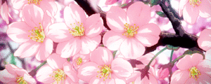 Cherry Blossom Discord Banner