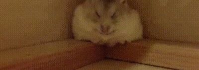 Hamster