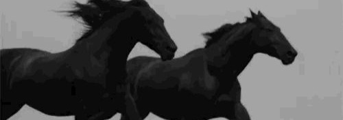 Horse Banner