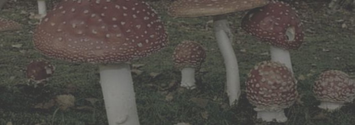 Mushroom Banner