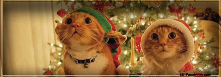 Christmas Cat