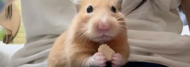 Hamster