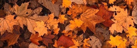 Autumn