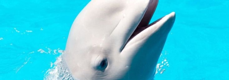 Beluga Banner