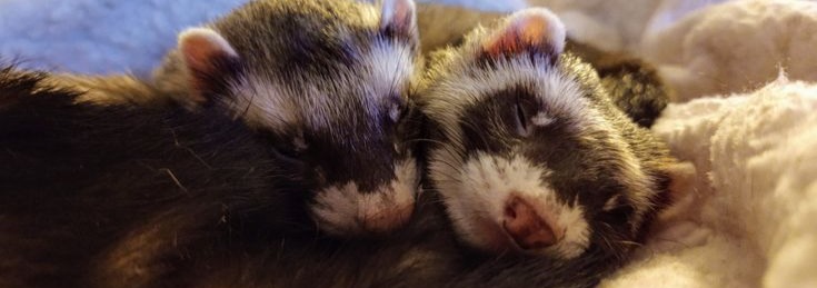 Ferret