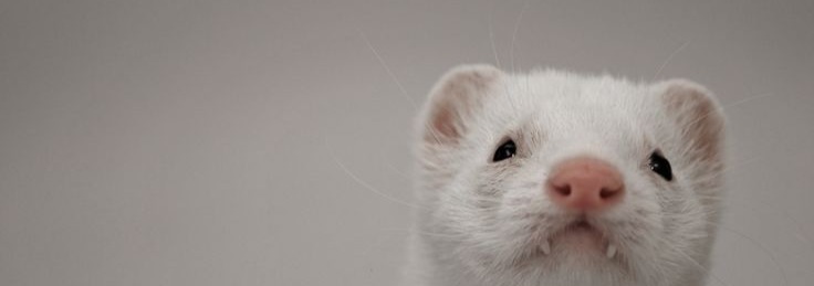 Ferret