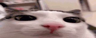 01 Cat Kiss Banner