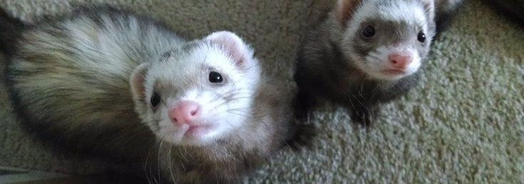 Ferret
