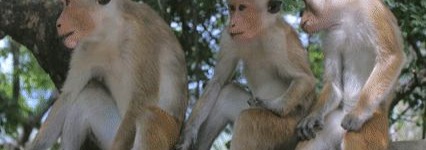 Monkey Banner