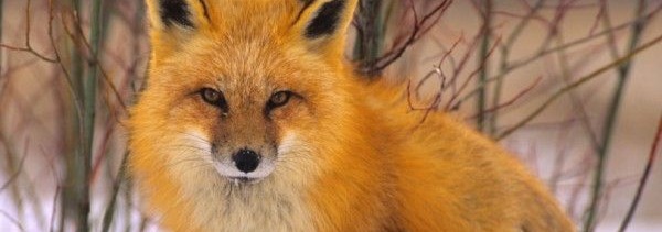 Fox Banner