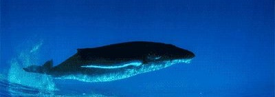 Beluga