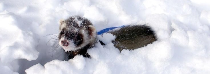 Ferret