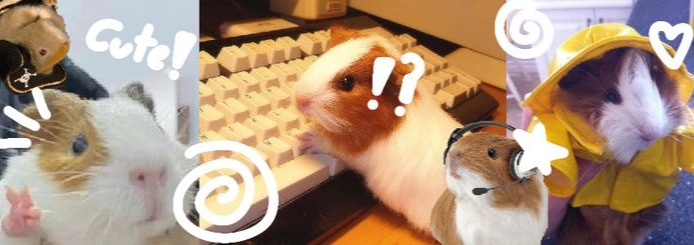 Hamster