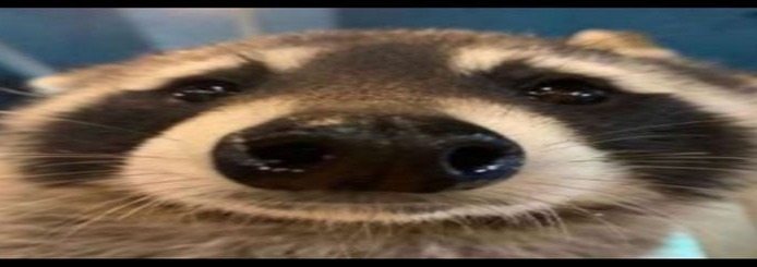 Raccoon Banner