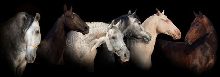 Horse Banner