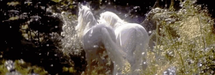 Horse Banner