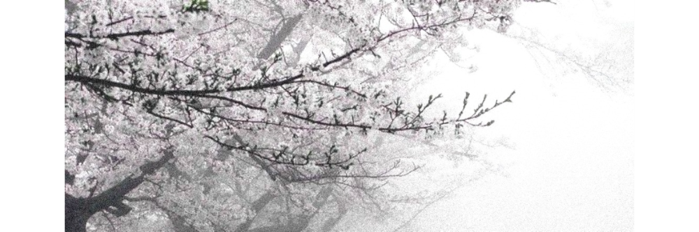PinkWhiteSakura Banner