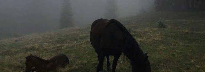 Horse Banner
