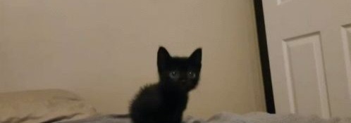 Black Cat