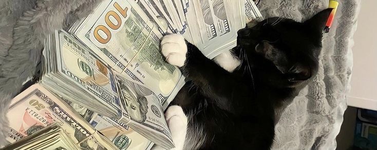 Cat  Banner