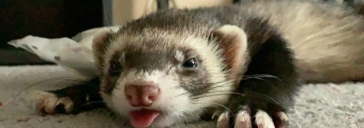Ferret