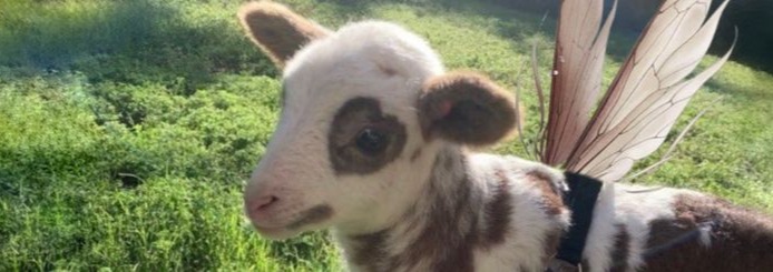 Cow