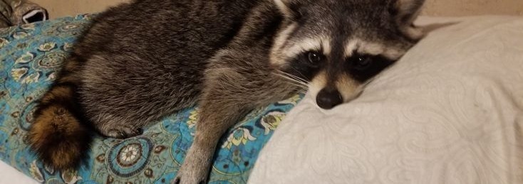 Raccoon Banner