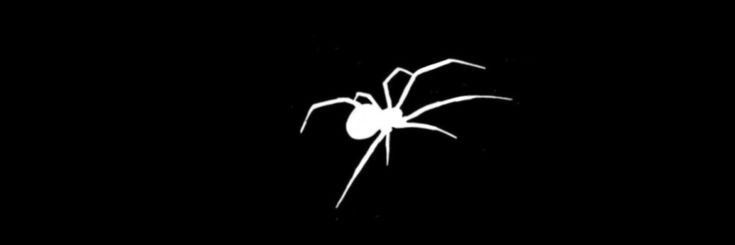 black spider