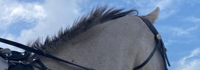 Horse Banner