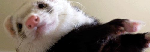 Ferret