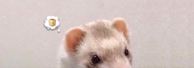 Ferret