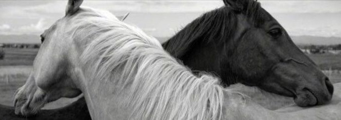 Horse Banner