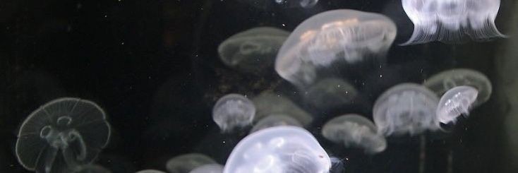 jellyfish aesthetic