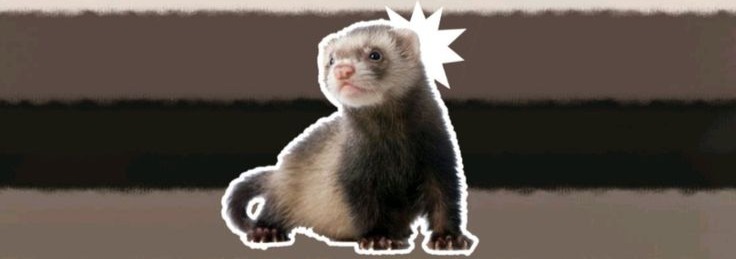 Ferret