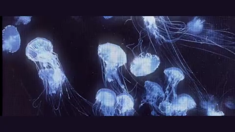 𝓔𝓵𝓲𝓯