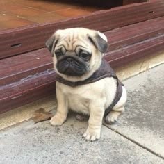 Pug