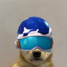 Dog Fortnite