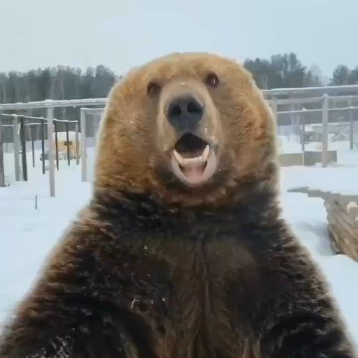 Bear