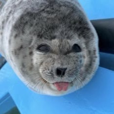 Cute Seal