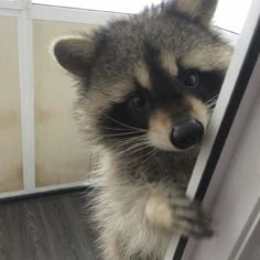 Raccoon Profile Picture