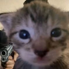 Cat With Gun