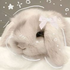 Cute Rabbit