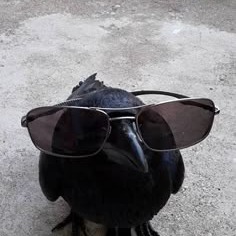 Crow Profile Photo