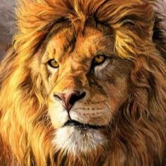 Lion Profile Image