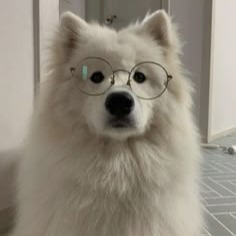 Samoyed User Icon Pfp