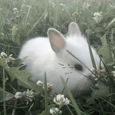 Cute Rabbit
