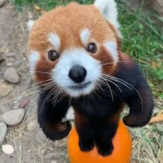 Cute Red Panda